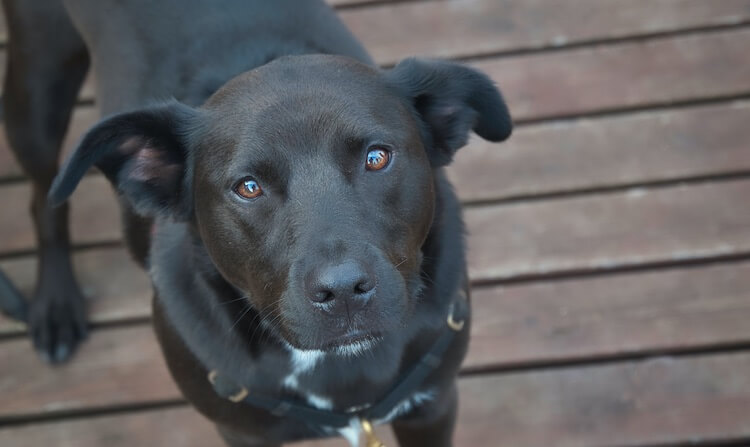 Blue Heeler Lab Mix: Labraheeler Dog Breed Information | All Things Dogs