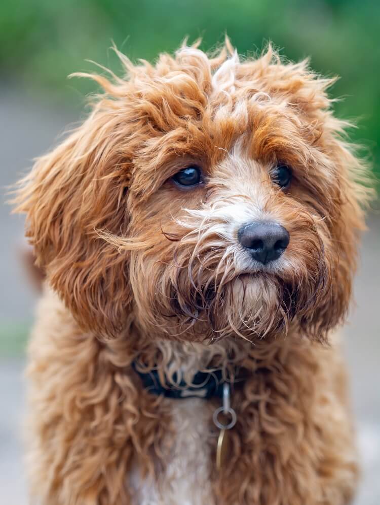 Complete Cavapoo Guide 6 Must Read Facts All Things Dogs (2022)
