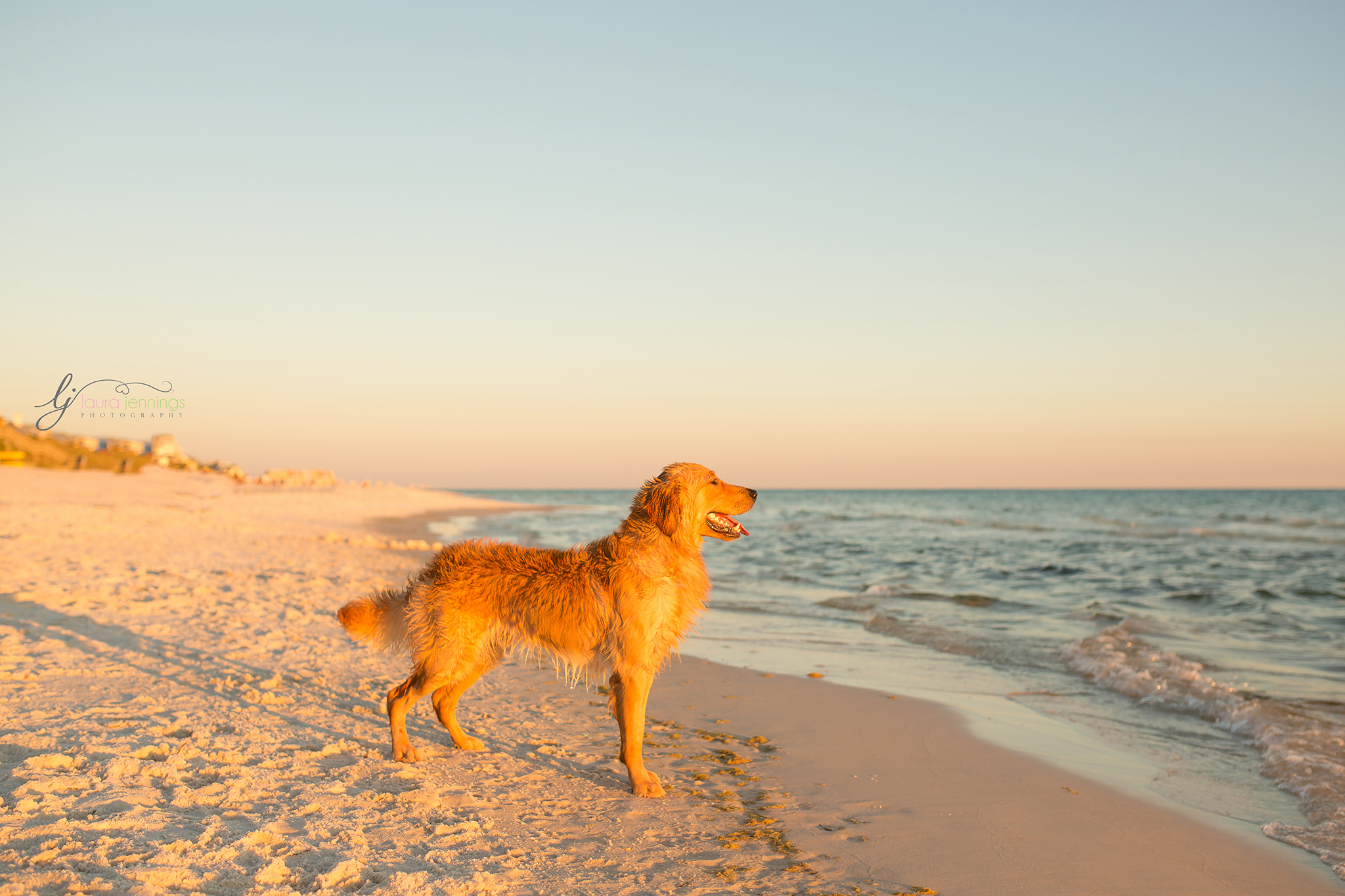 Dog Friendly Places in Panama City Beach All Things Panama City Beach