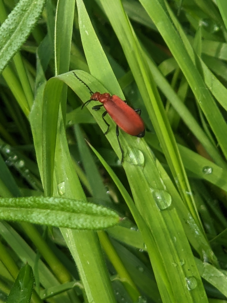 Nature At All Things Wild All Things Wild Honeybourne Evesham