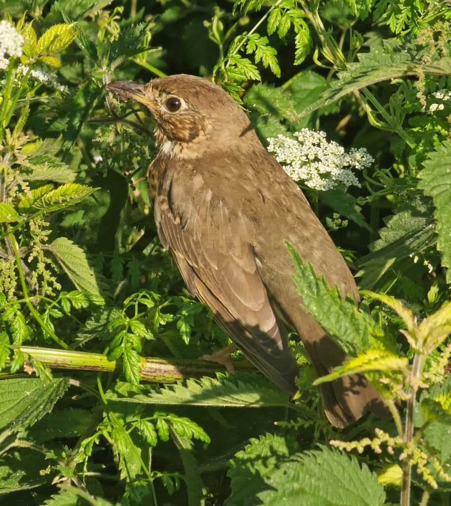 Nature At All Things Wild All Things Wild Honeybourne Evesham