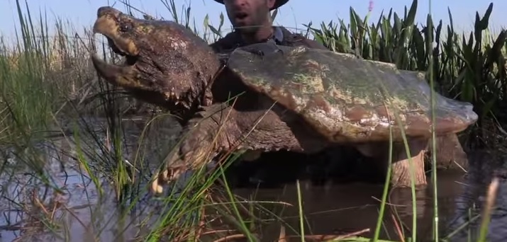 Giant Alligator Snapping Turtle All Turtles