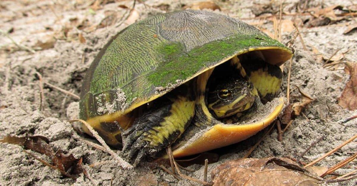 The Chicken Turtle (American Snake Necks) All Turtles