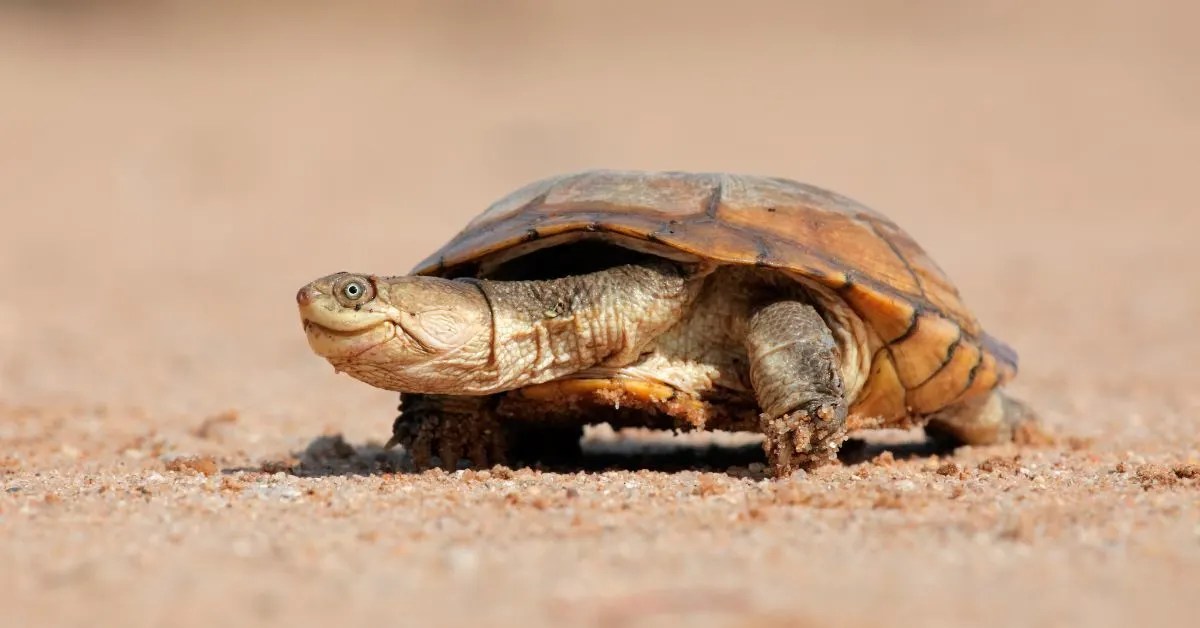The African Helmeted Turtle (Crocodile Turtle) All Turtles