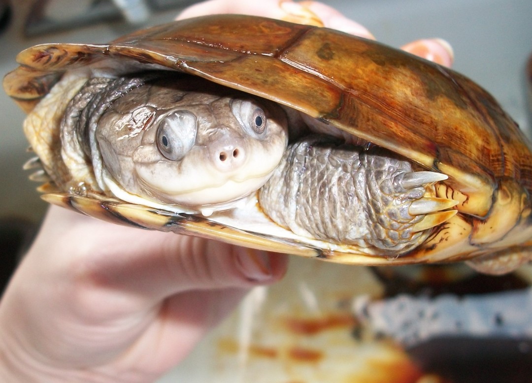 African Sideneck Turtle in shell All Turtles