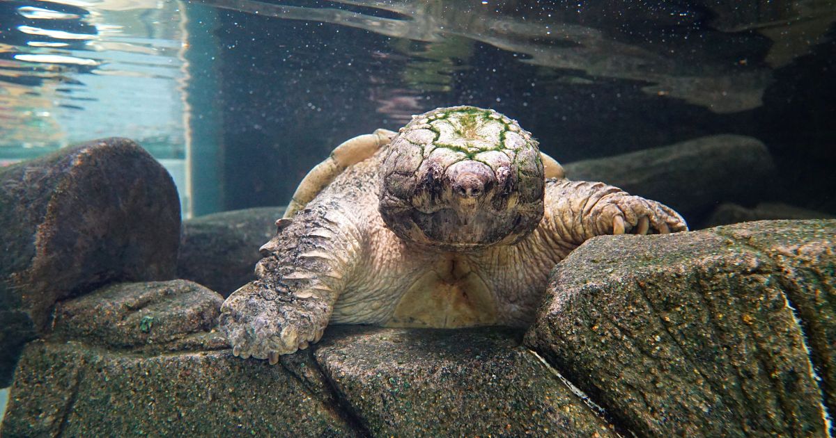 Alligator Snapping Turtle Eating Mice