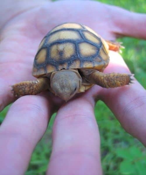 Baby Turtle Care (with Video Guide) All Turtles