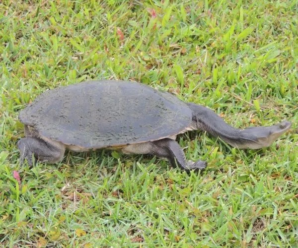 Aggregate 93+ about pet turtle australia best NEC