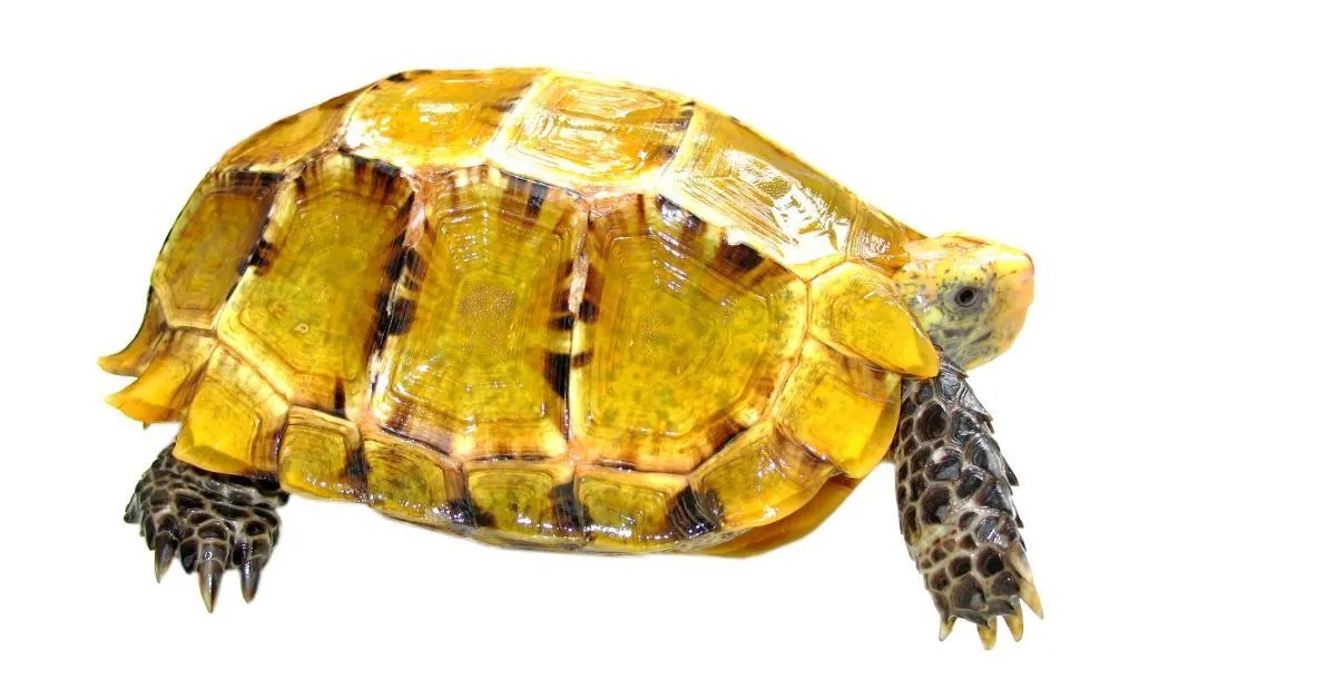 Japanese Turtle (Japanese Pond Turtle) All Turtles