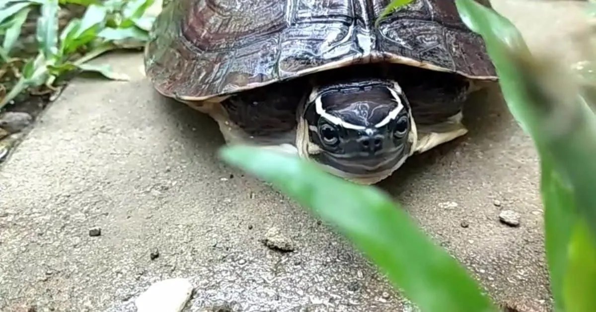 Malayan Box Turtle