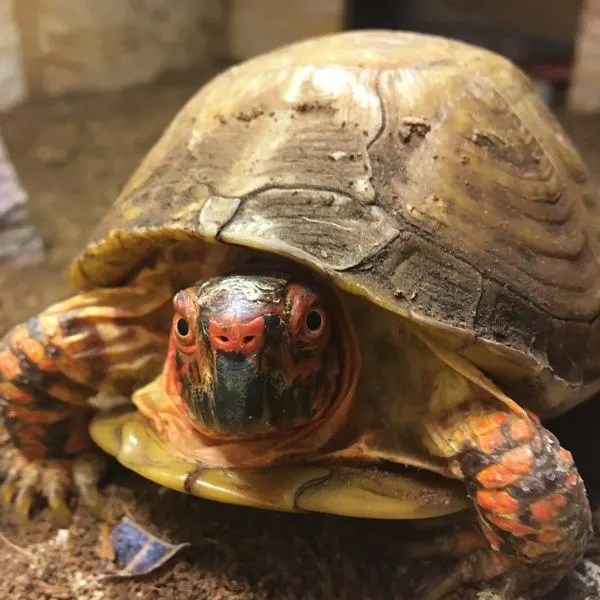 Why Is My Turtle Not Basking? (Information & What To Do