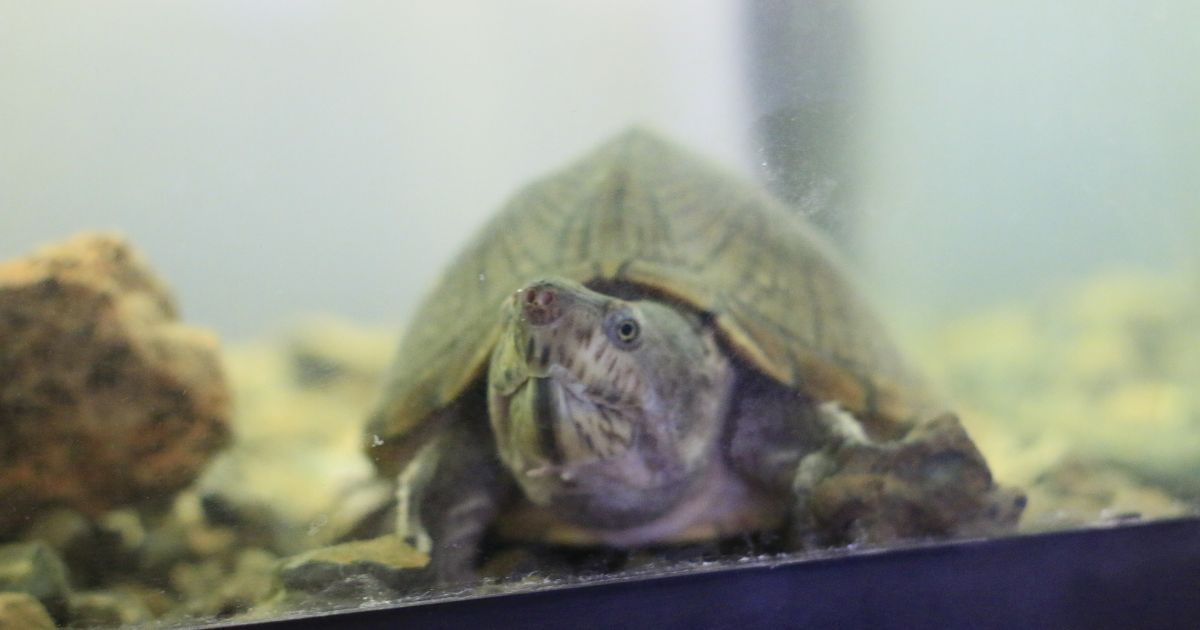 2024 RazorBack Musk Turtle Care Guide All Turtles