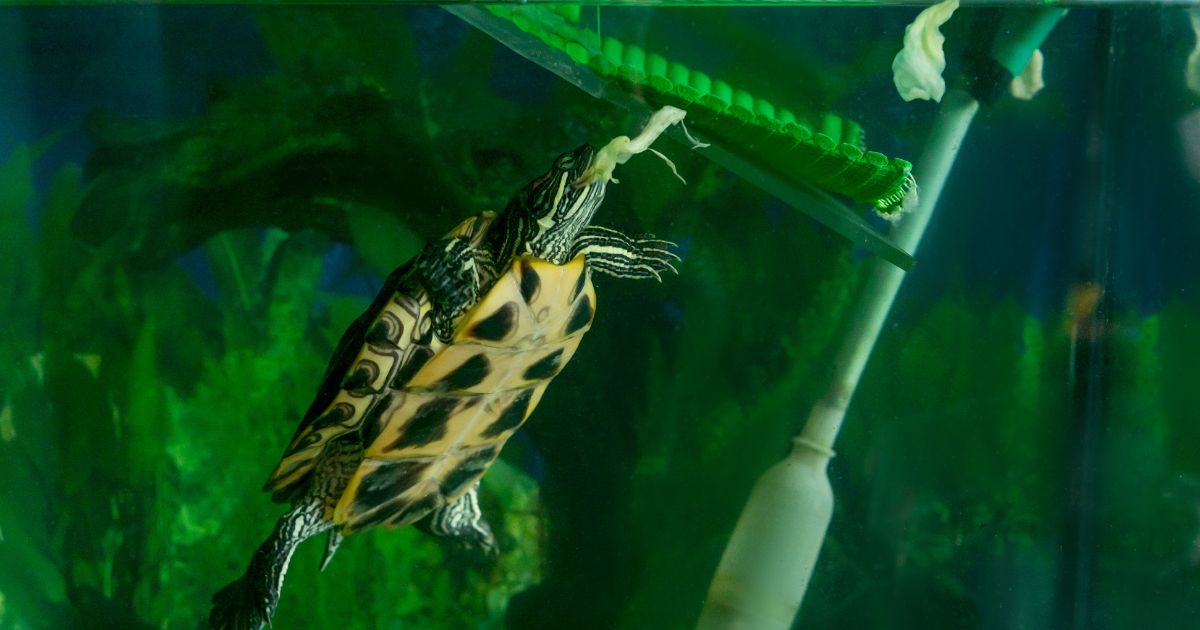 Why is my redeared slider not eating? All Turtles