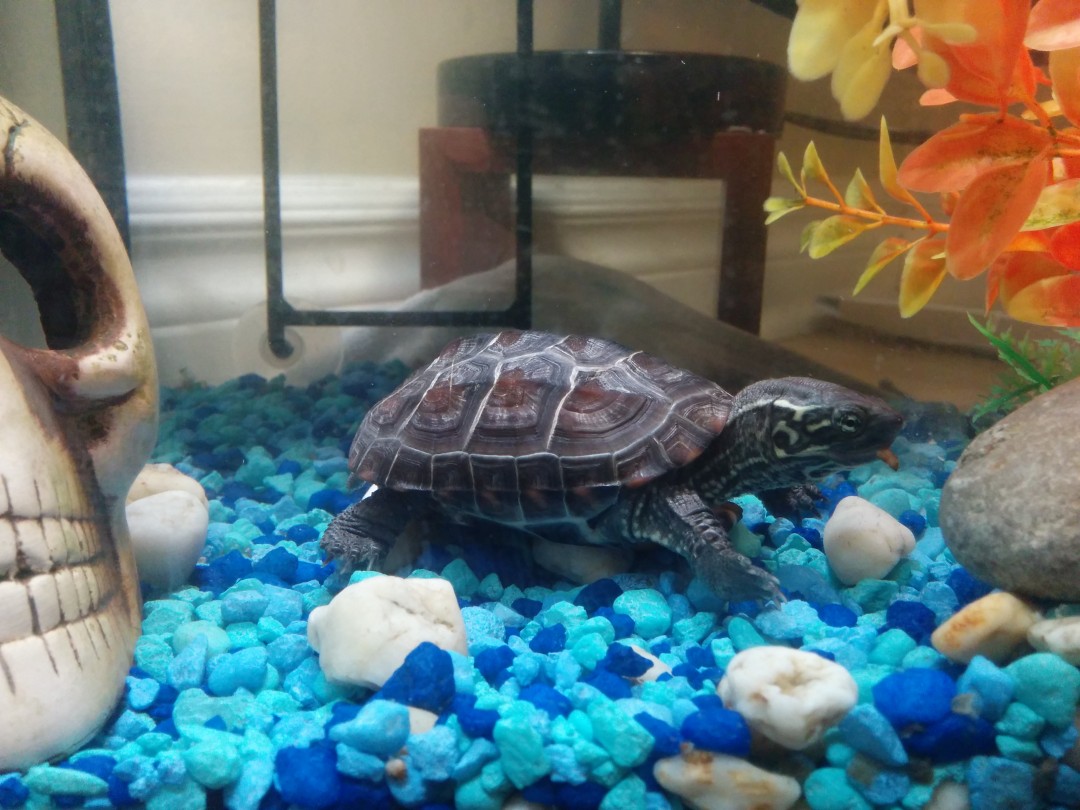 Reeves Turtle All Turtles