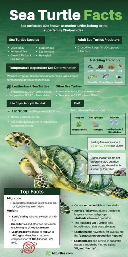 21 Sea Turtle Facts + Fun Facts for Kids All Turtles