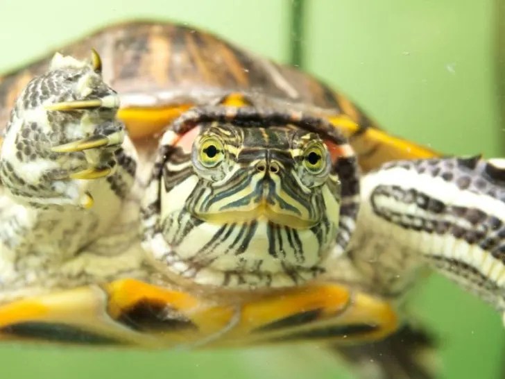 Box Turtle Setup (A How To Guide) All Turtles