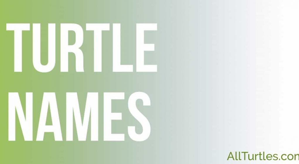 Turtle Names (Ideas, Name Generators, and a Video) All Turtles