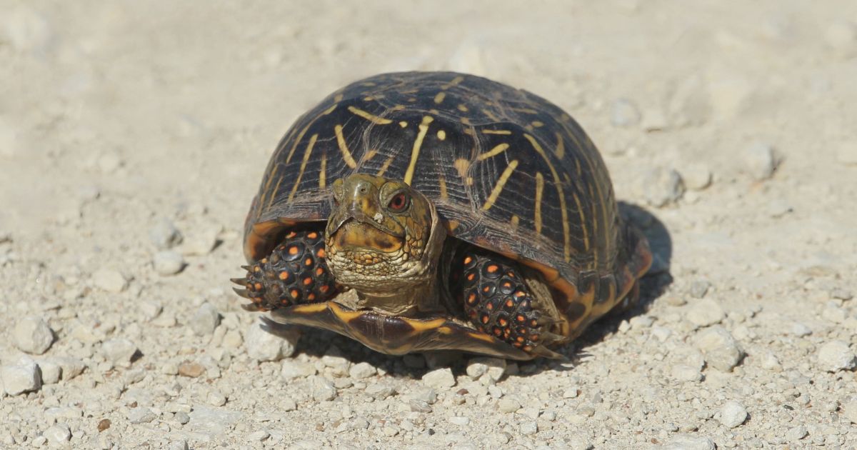 10 Types of Turtles In New Mexico All Turtles