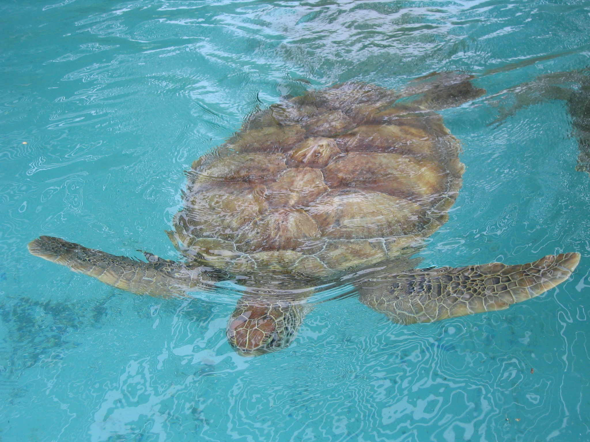Loggerhead Turtle Facts All Turtles