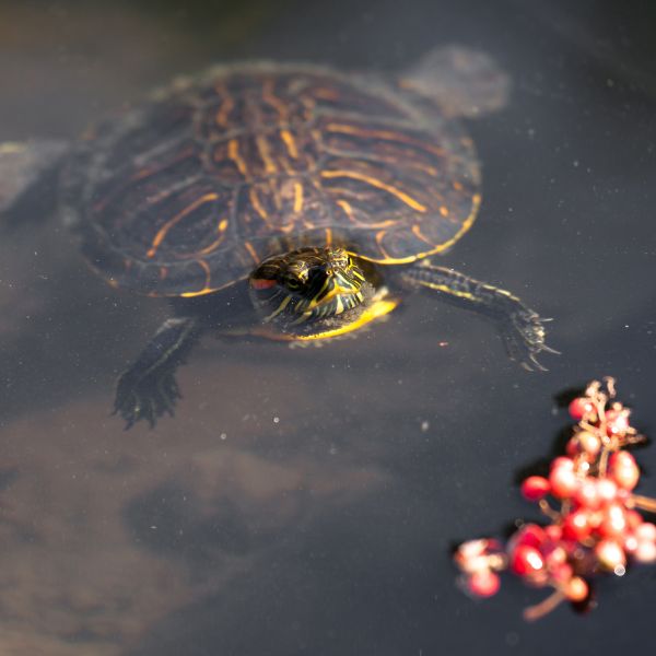 Why is my redeared slider not eating? All Turtles