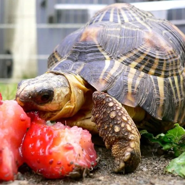 How Much Do Box Turtles Cost? (Full Breakdown) All Turtles