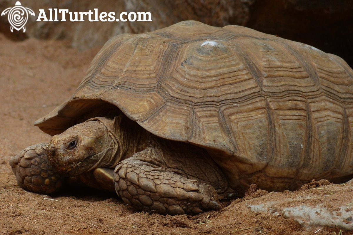 Sulcata Tortoise (Centrochelys Sulcata) All Turtles