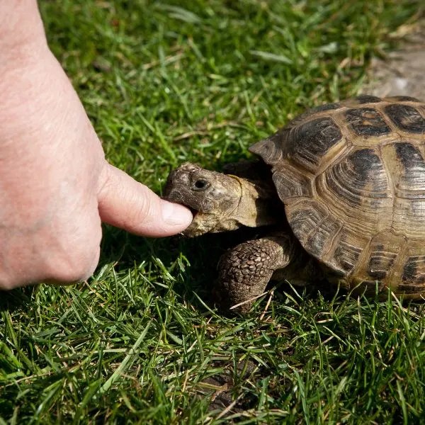 How do turtles show affection to humans? All Turtles