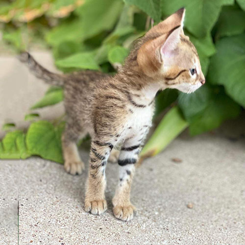 Available Savannah Kittens for Sale TICA Certified Breeder
