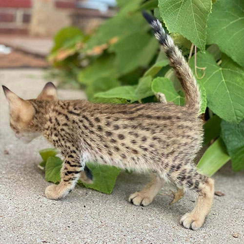 Available Savannah Kittens for Sale TICA Certified Breeder