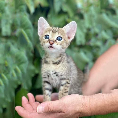 Available Savannah Kittens for Sale TICA Certified Breeder