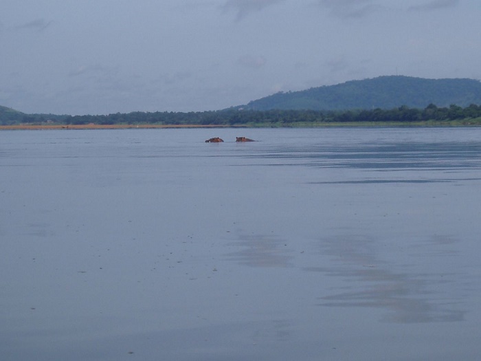 Ubangi River Alluring World