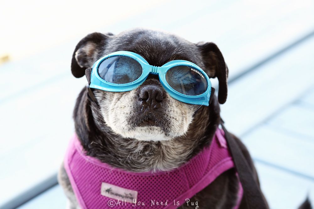 Pugs in Sunglasses All You Need Is Pug