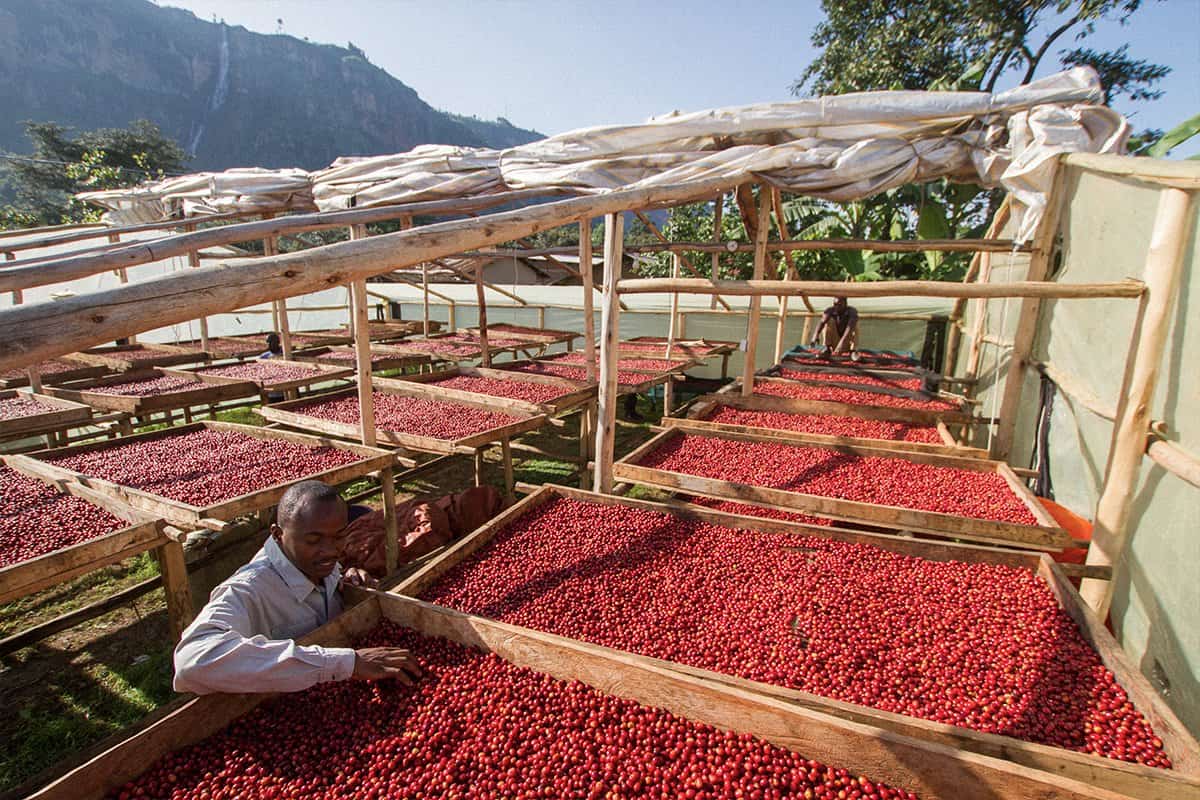 Uganda Coffee Industry Thrives with Unprecedented Young Robusta Production Almacena Platform