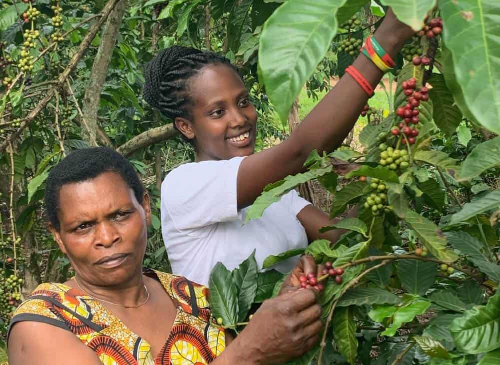Robusta Coffee Prices Reach Record Highs In Ibanda, Uganda Almacena