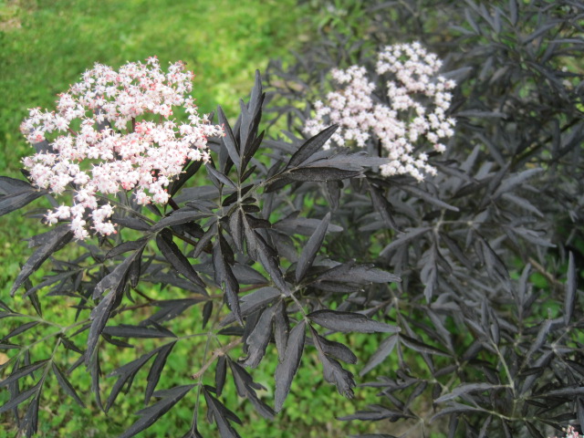 Plants with Dark Foliage Old Farmer's Almanac