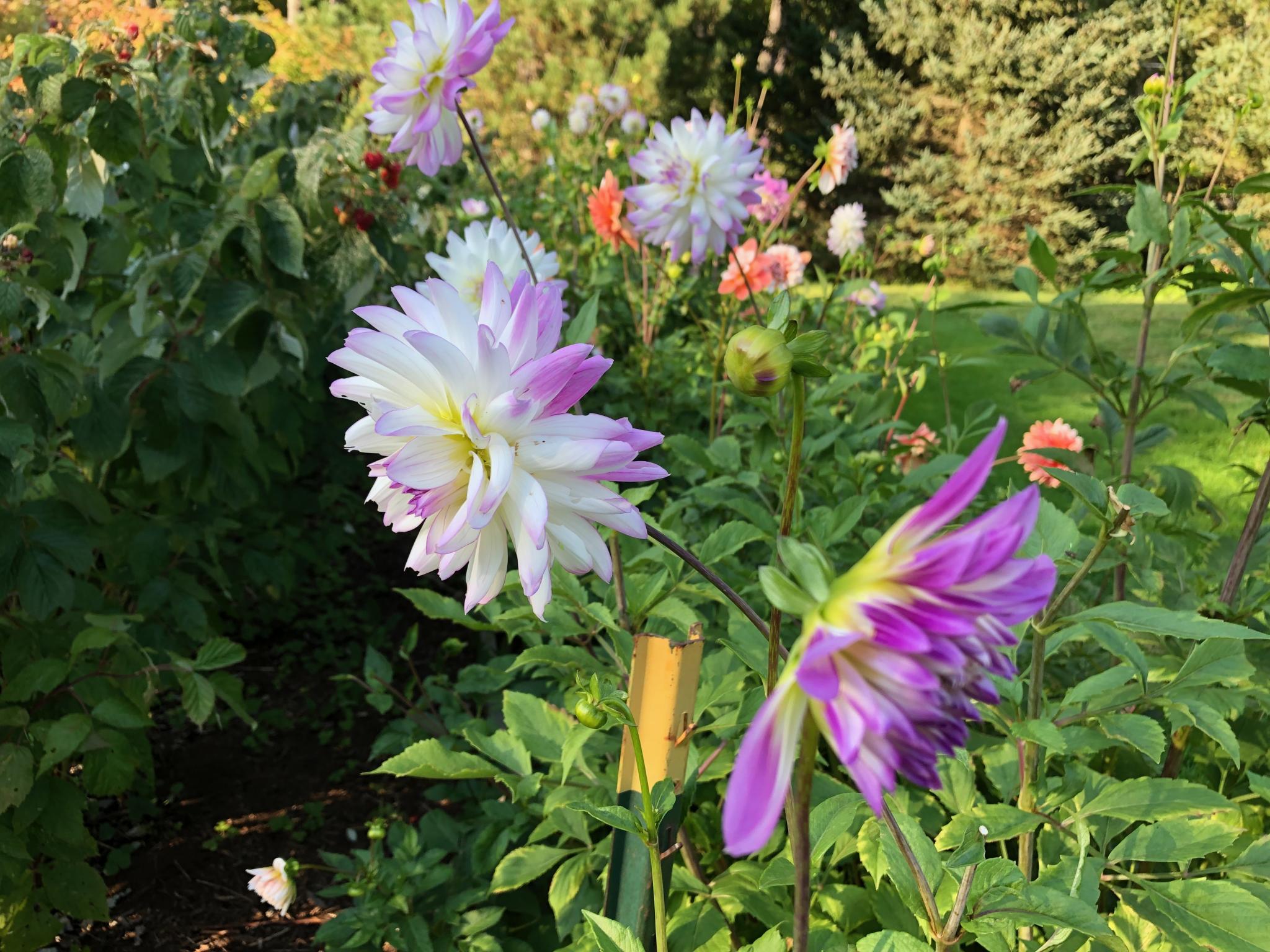 Dahlias How to Plant, Grow, and Care for Dahlia Flowers The Old