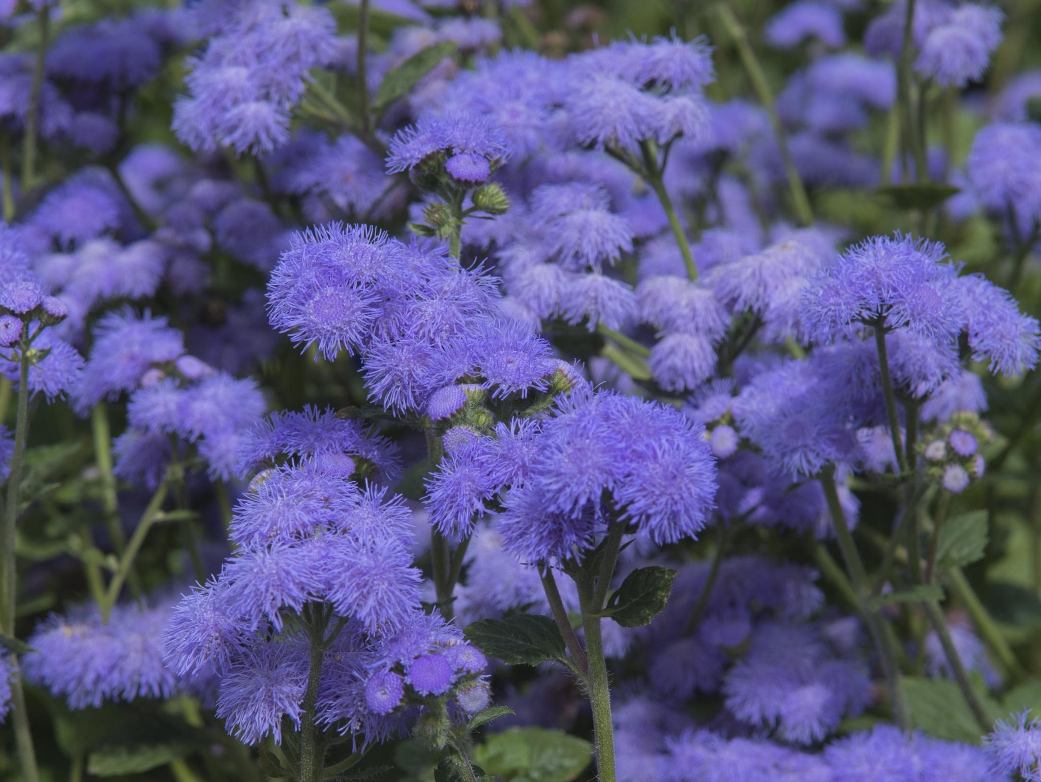 Names Of Blue Flowers List