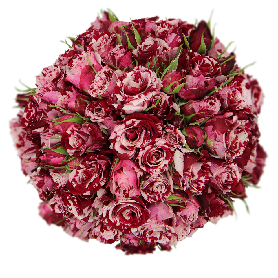 Crazy Rosever Alma Spray Roses