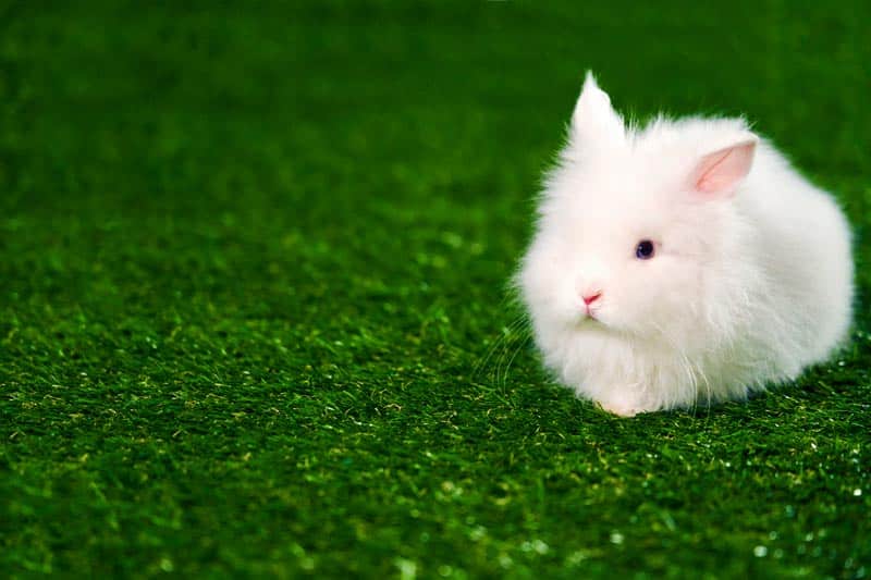 Artificial Grass For Rabbits What You Need To Know