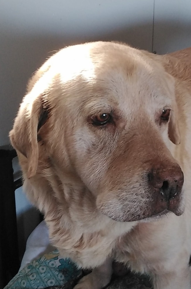 Max Almost Home Animal Rescue NI
