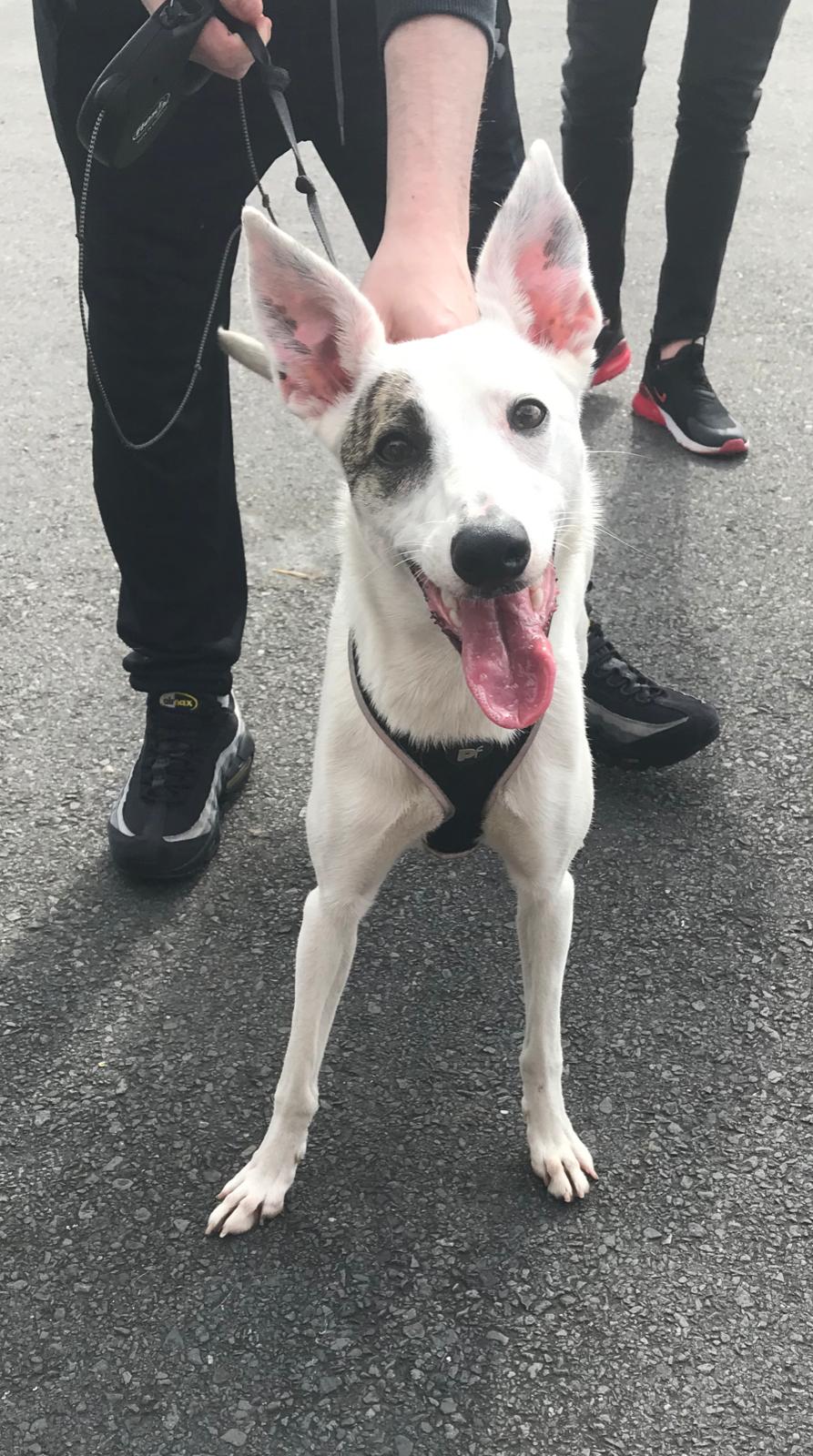 Willow Almost Home Animal Rescue NI