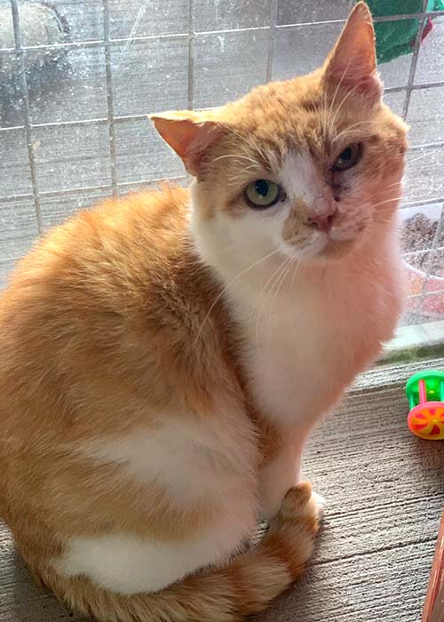 Murry Almost Home Animal Rescue NI