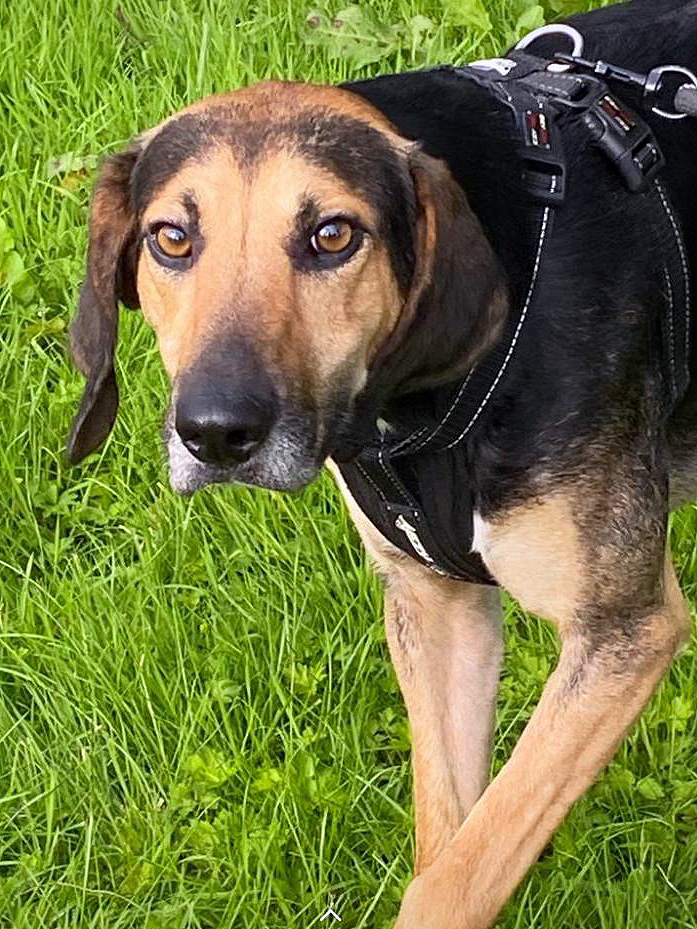 Andy Almost Home Animal Rescue NI