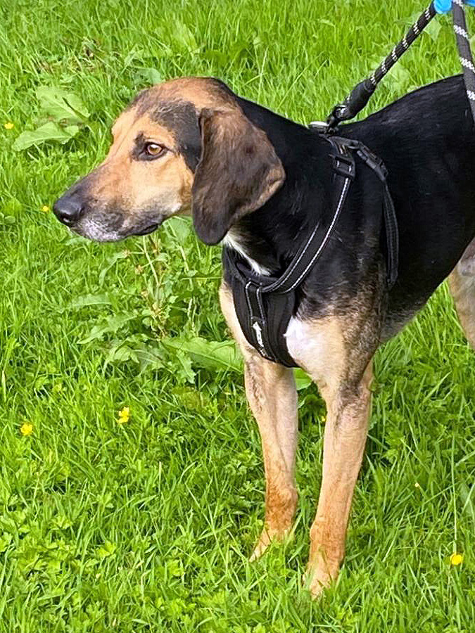 Andy Almost Home Animal Rescue NI