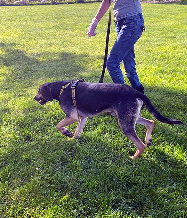 Andy Almost Home Animal Rescue NI