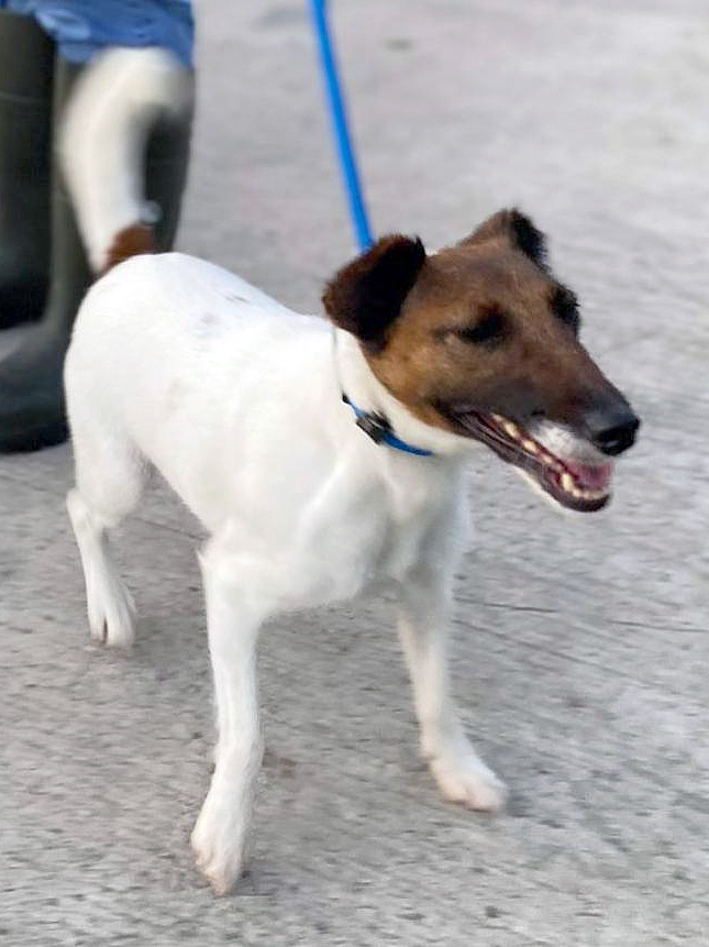 Evie Almost Home Animal Rescue NI