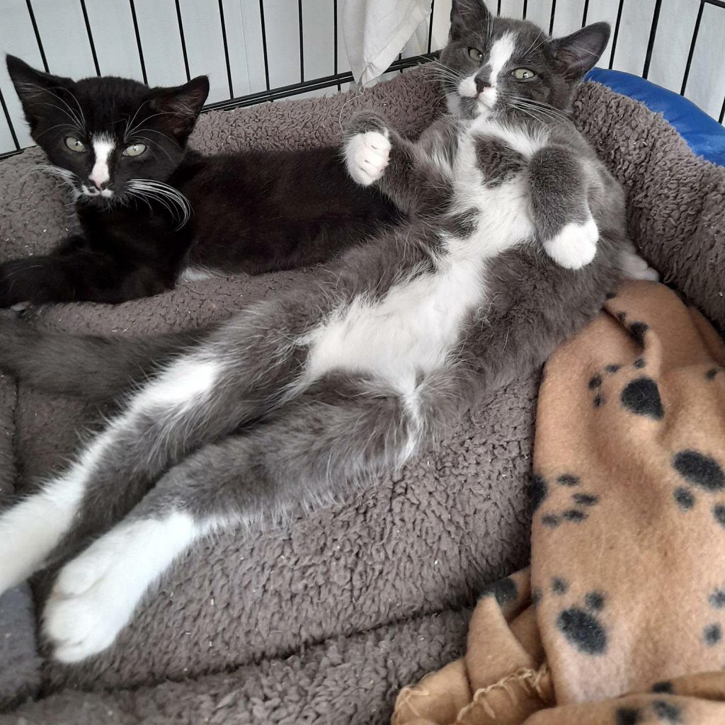 Kittens ready for rehoming Almost Home Animal Rescue NI