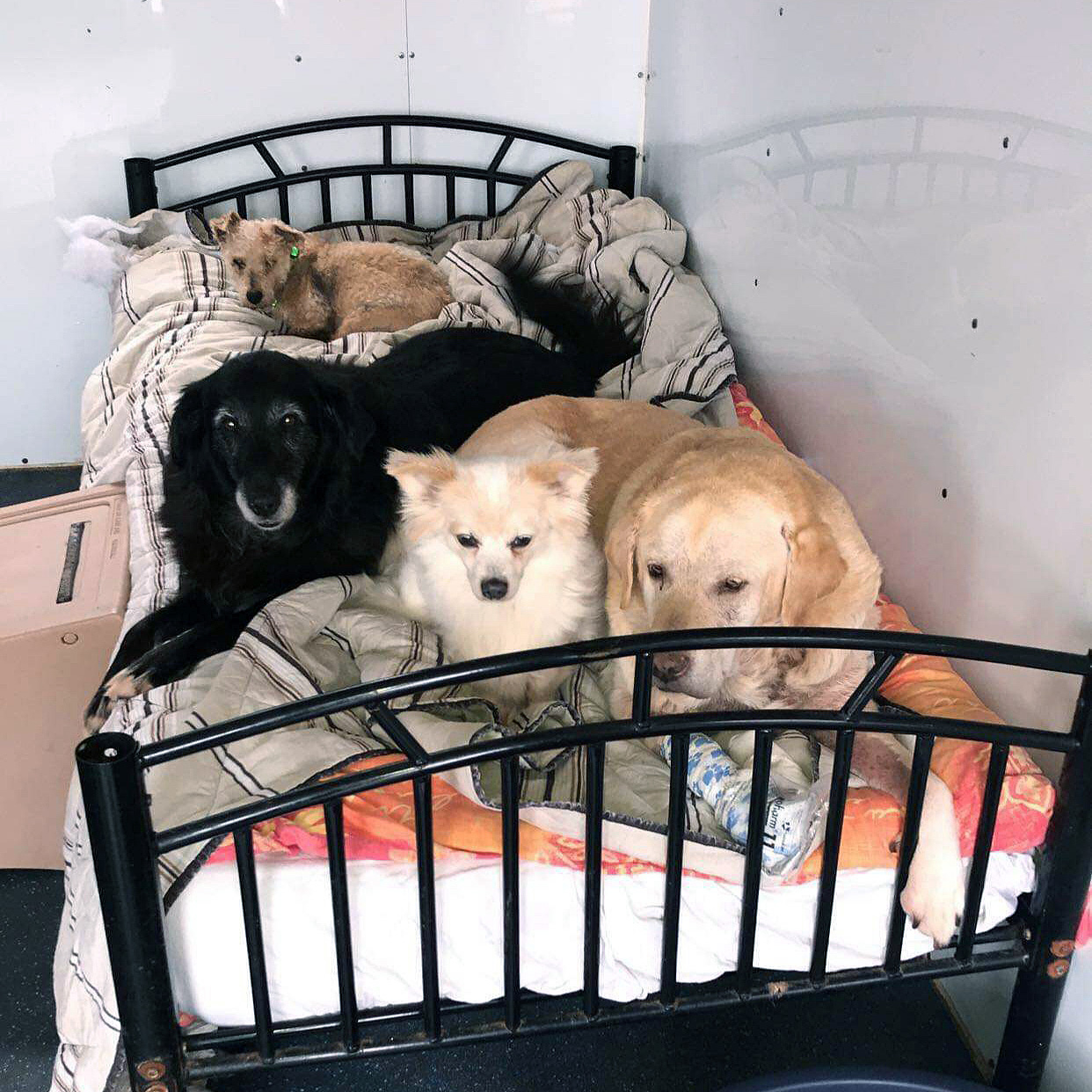 Heather House Almost Home Animal Rescue NI