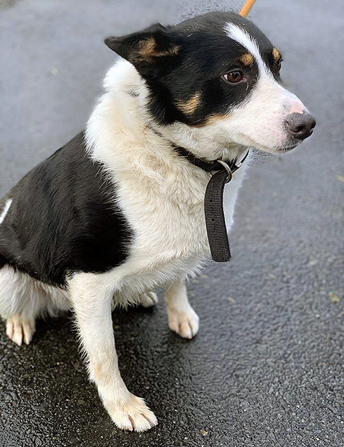 Glenn Almost Home Animal Rescue NI