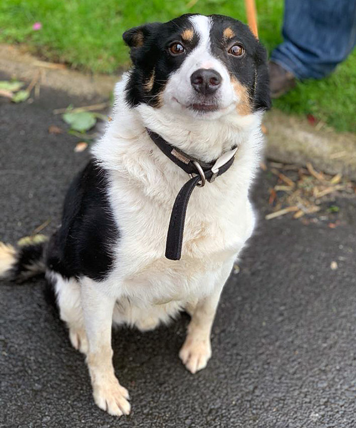 Glenn Almost Home Animal Rescue NI